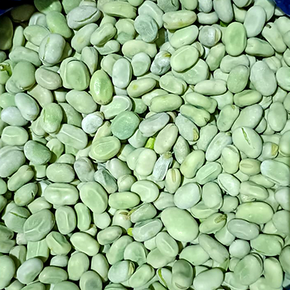 فول أخضر - صورة 4
